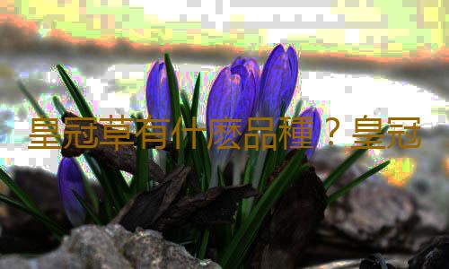 皇冠草有什麽品種？皇冠草如何栽培？