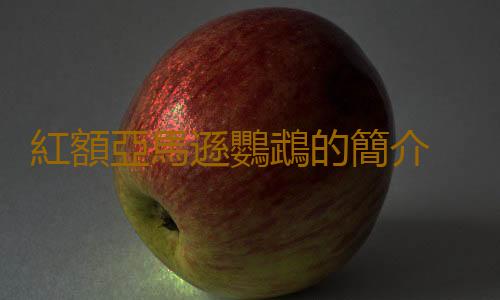 紅額亞馬遜鸚鵡的簡介 紅額亞馬遜鸚鵡的產地