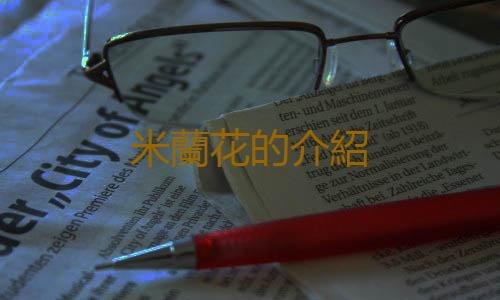 米蘭花的介紹
