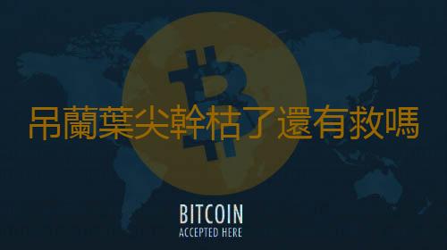 吊蘭葉尖幹枯了還有救嗎？