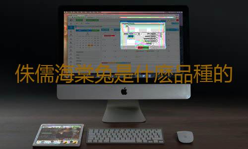 侏儒海棠兔是什麽品種的兔兔？