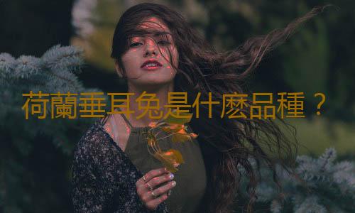 荷蘭垂耳兔是什麽品種？荷蘭垂耳兔的簡介