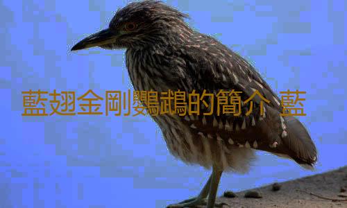 藍翅金剛鸚鵡的簡介 藍翅金剛鸚鵡的產地