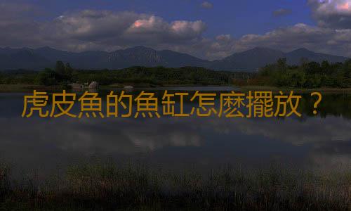 虎皮魚的魚缸怎麽擺放？虎皮魚的風水學應用