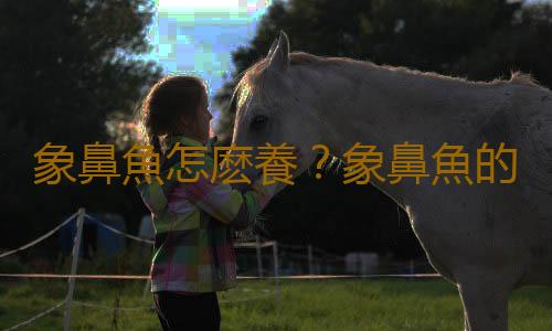 象鼻魚怎麽養？象鼻魚的特征