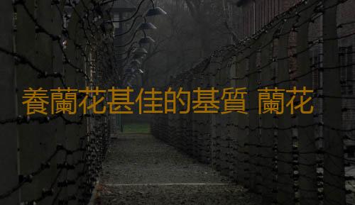 養蘭花甚佳的基質 蘭花爆盆枝葉蹭蹭長